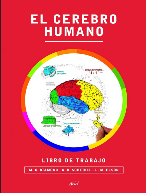 EL CEREBRO HUMANO
